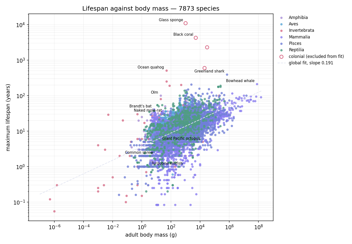 Maximum lifespan against adult body mass on logarithmic axes, coloured by
 class, with the fitted global relationship and labelled outliers