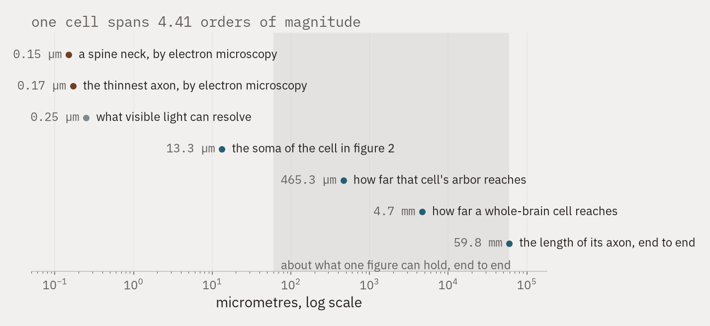 A logarithmic ruler in micrometres, with markers for a spine neck, the thinnest axon, the resolution limit of visible light, a soma, and the reach and axon length of a whole-brain reconstruction. A shaded band shows the roughly three orders of magnitude a single figure can render.