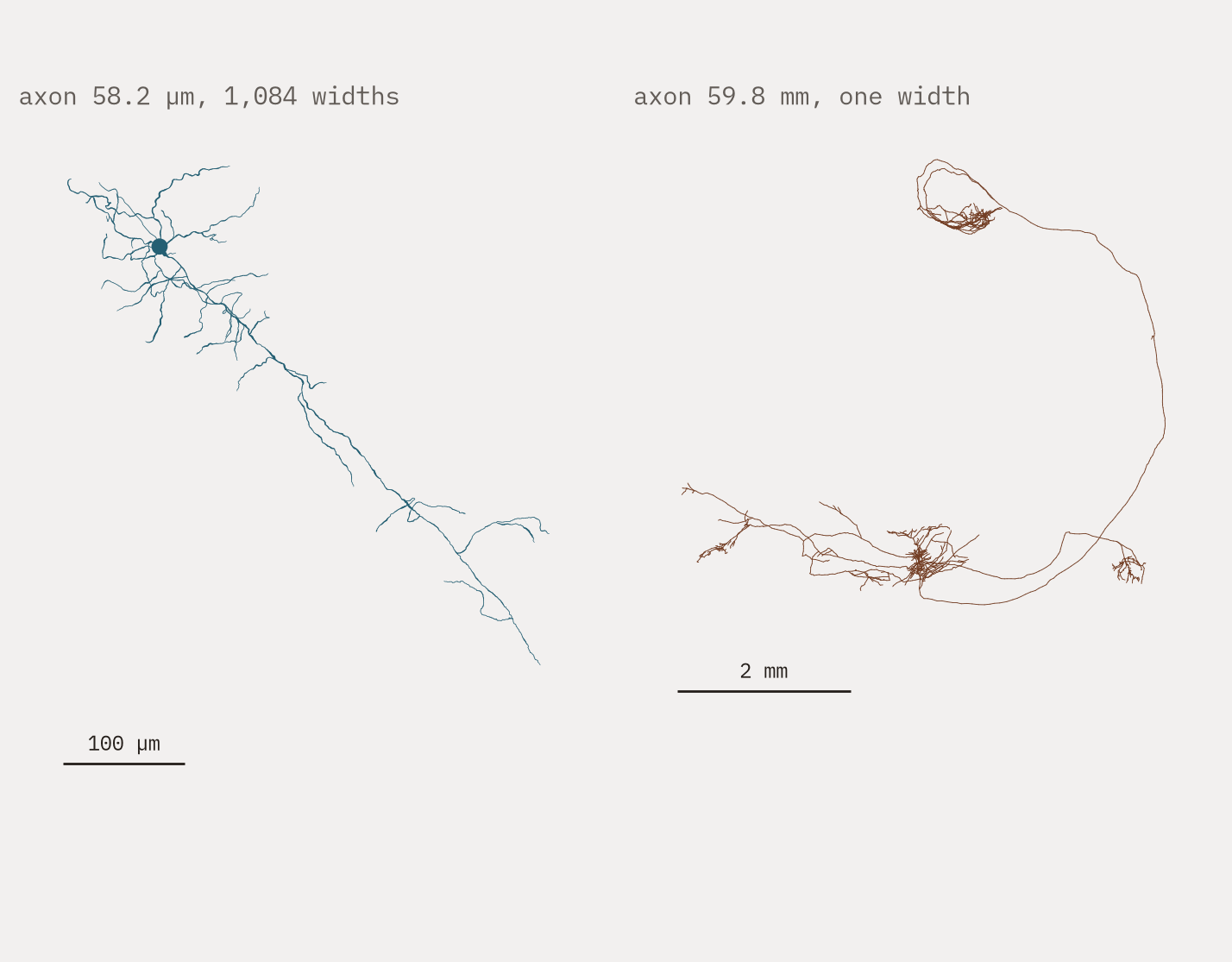 Two reconstructions side by side, each at its own scale with a scale bar. The left is a slice reconstruction with varying line widths and almost no axon. The right is a whole-brain reconstruction with a long branching axon drawn at a single uniform width.