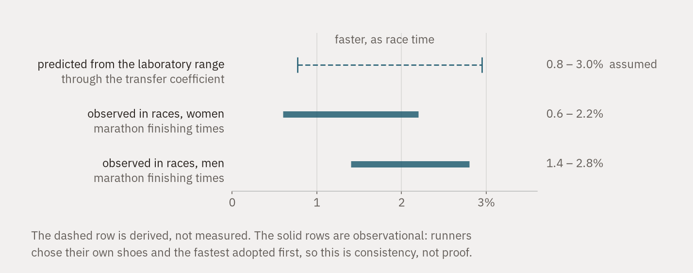 Three horizontal intervals on an axis of per cent faster in race time. The top one, drawn as a dashed outline and labelled assumed, is the laboratory range converted through the transfer coefficient. Below it two solid bars show the intervals observed for men and for women in actual marathons. All three overlap.